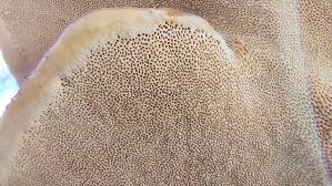Rotrandiger-Baumschwamm_Fomitopsis-pinicola_20260302_152733.jpg