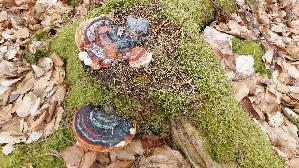 Rotrandiger-Baumschwamm_Fomitopsis-pinicola_20260412_162658.jpg