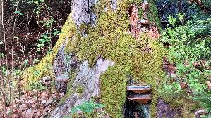 Rotrandiger-Baumschwamm_Fomitopsis-pinicola_20260415_101825.jpg