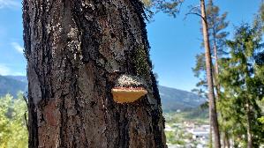 Rotrandiger-Baumschwamm_Fomitopsis-pinicola_20260513_123316.jpg