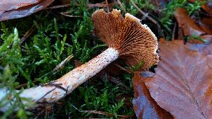 Rotschuppiger-Raukopf_Cortinarius-bolaris_20251116_132945.jpg