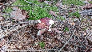 Rotstieliger-Ledertaeubling_Russula-olivacea_20250907_105641.jpg