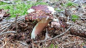 Rotstieliger-Ledertaeubling_Russula-olivacea_20250907_105650.jpg