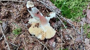 Rotstieliger-Ledertaeubling_Russula-olivacea_20250907_112852.jpg