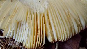 Rotstieliger-Ledertaeubling_Russula-olivacea_20250907_112905.jpg