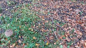 Russbrauner-Riesenschirmling_Macrolepiota-procera-var.-fuliginosa_20261022_122243.jpg