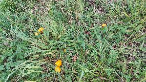 Safrangelber-Saftling_Hygrocybe-acutoconica_20250909_115212.jpg