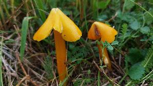 Safrangelber-Saftling_Hygrocybe-acutoconica_20250909_115314.jpg