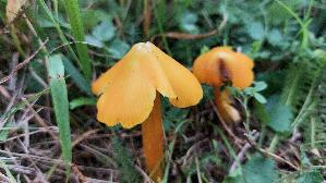 Safrangelber-Saftling_Hygrocybe-acutoconica_20250909_115327.jpg