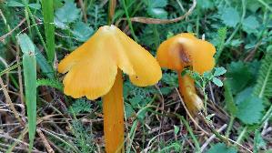 Safrangelber-Saftling_Hygrocybe-acutoconica_20250909_115338.jpg