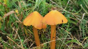 Safrangelber-Saftling_Hygrocybe-acutoconica_20250909_115445.jpg