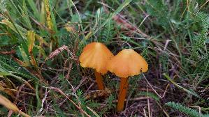 Safrangelber-Saftling_Hygrocybe-acutoconica_20250909_115520.jpg