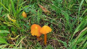 Safrangelber-Saftling_Hygrocybe-acutoconica_20250909_115703.jpg