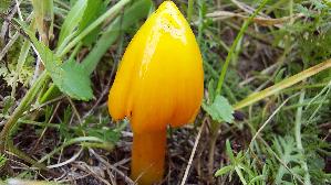 Safrangelber-Saftling_Hygrocybe-acutoconica_20250909_115758.jpg