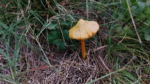 Safrangelber-Saftling_Hygrocybe-acutoconica_20250909_120040.jpg