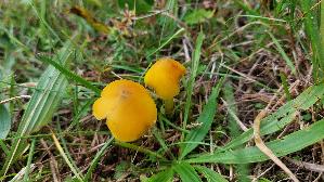 Safrangelber-Saftling_Hygrocybe-acutoconica_20250929_151831.jpg