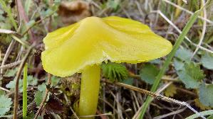 Safrangelber-Saftling_Hygrocybe-acutoconica_20251009_153556.jpg