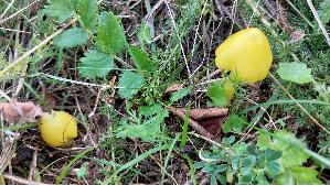 Safrangelber-Saftling_Hygrocybe-acutoconica_20260918_102414.jpg