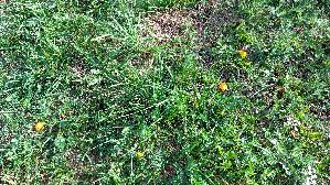 Safrangelber-Saftling_Hygrocybe-acutoconica_20260918_102539.jpg