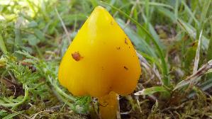 Safrangelber-Saftling_Hygrocybe-acutoconica_20260918_102638.jpg