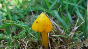 Safrangelber-Saftling_Hygrocybe-acutoconica_20260918_102720.jpg