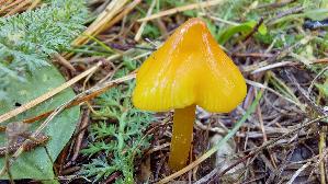 Safrangelber-Saftling_Hygrocybe-acutoconica_20260919_121202.jpg
