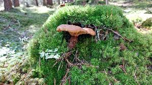 Samtfuss---Holzkrempling_Tapinella-atrotomentosa_20250904_110901.jpg