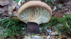 Samtfuss---Holzkrempling_Tapinella-atrotomentosa_20260701_155748.jpg