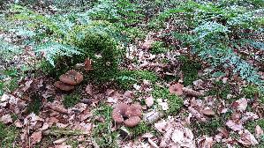Samtfuss---Holzkrempling_Tapinella-atrotomentosa_20260721_135452.jpg