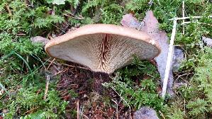 Samtfuss---Holzkrempling_Tapinella-atrotomentosa_20260918_134019.jpg