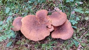 Samtfuss---Holzkrempling_Tapinella-atrotomentosa_20260918_134045.jpg