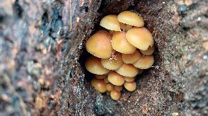 Samtfussruebling_Flammulina-velutipes_20241217_122356.jpg