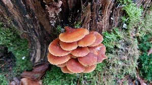 Samtfussruebling_Flammulina-velutipes_20251216_145836.jpg