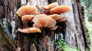 Samtfussruebling_Flammulina-velutipes_20251216_145855.jpg