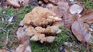 Samtfussruebling_Flammulina-velutipes_20251216_150041.jpg