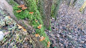 Samtfussruebling_Flammulina-velutipes_20251217_121730.jpg