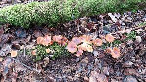 Samtfussruebling_Flammulina-velutipes_20251218_135635.jpg