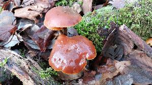 Samtfussruebling_Flammulina-velutipes_20251218_135734.jpg