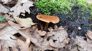 Samtfussruebling_Flammulina-velutipes_20260215_114203.jpg