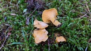 Samtiger-Pfifferling_Cantharellus-friesii_20261022_152225.jpg