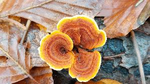 Samtiger-Schichtpilz_Stereum-subtomentosum_20251202_125619.jpg