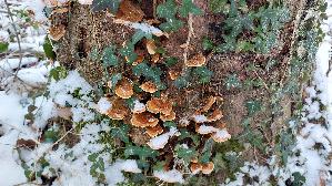 Samtiger-Schichtpilz_Stereum-subtomentosum_20260106_133604.jpg