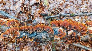 Samtiger-Schichtpilz_Stereum-subtomentosum_20260212_125903.jpg