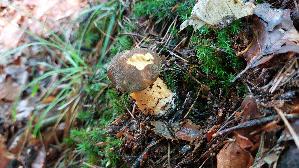 Sandroehrling_Suillus-variegatus_20250801_115441.jpg