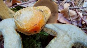Sandroehrling_Suillus-variegatus_20250930_132142.jpg
