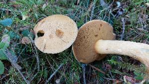 Sandroehrling_Suillus-variegatus_20260916_120908.jpg