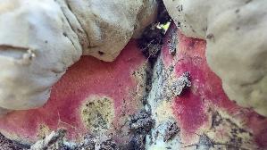 Satansroehrling_Rubroboletus-satanas_20250806_133452.jpg