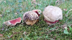 Satansroehrling_Rubroboletus-satanas_20250806_134544.jpg