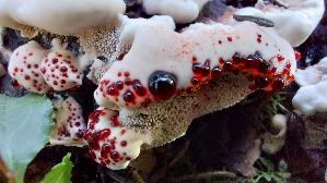 Scharfer-Korkstacheling_Hydnellum-peckii_20260915_110123.jpg