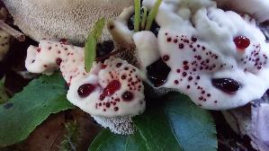Scharfer-Korkstacheling_Hydnellum-peckii_20260915_110518.jpg